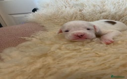 Boxer dogs for sale: KC registered Boxer Puppies - Image 8