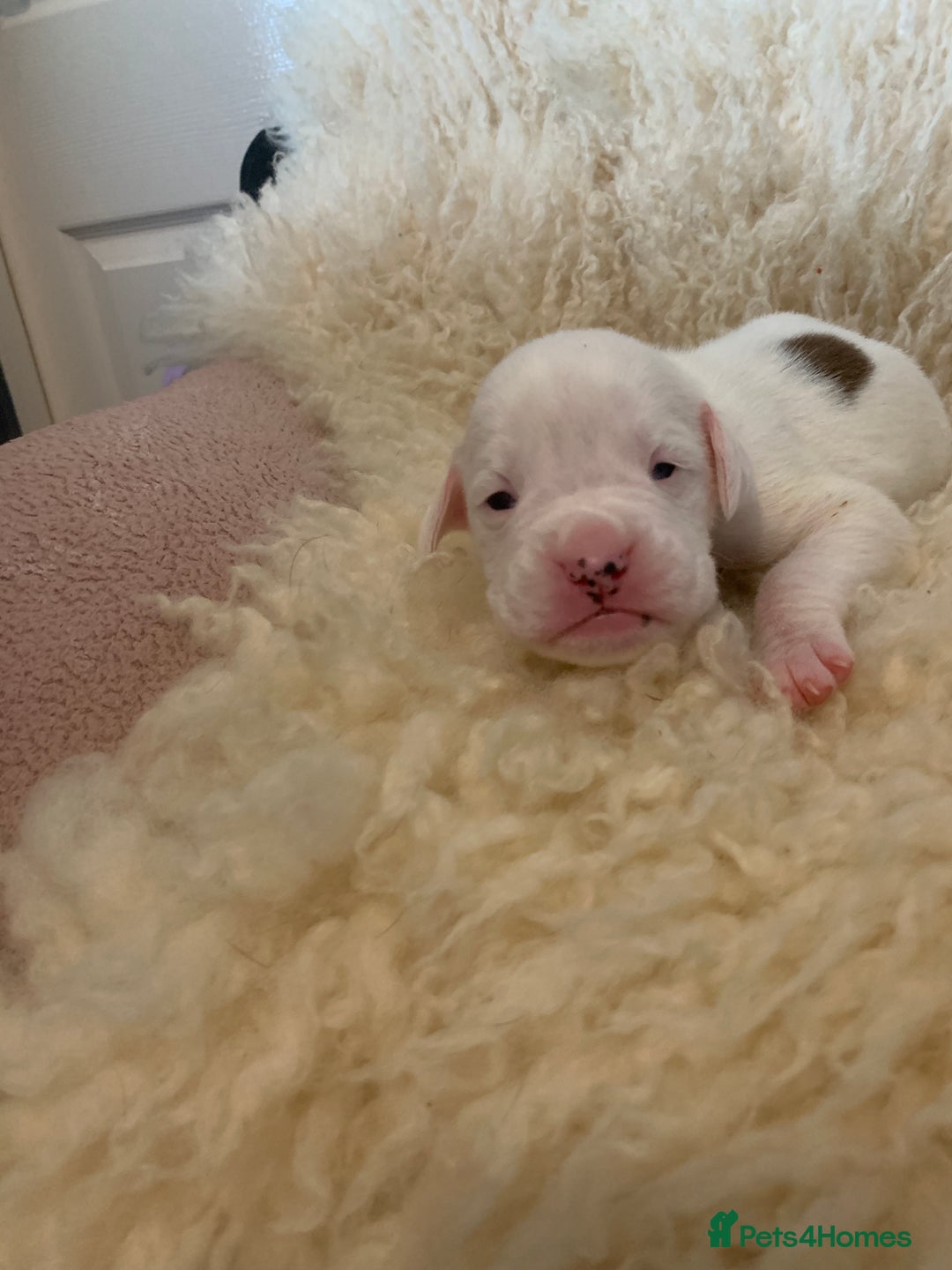 Boxer dogs for sale: KC registered Boxer Puppies - Image 8