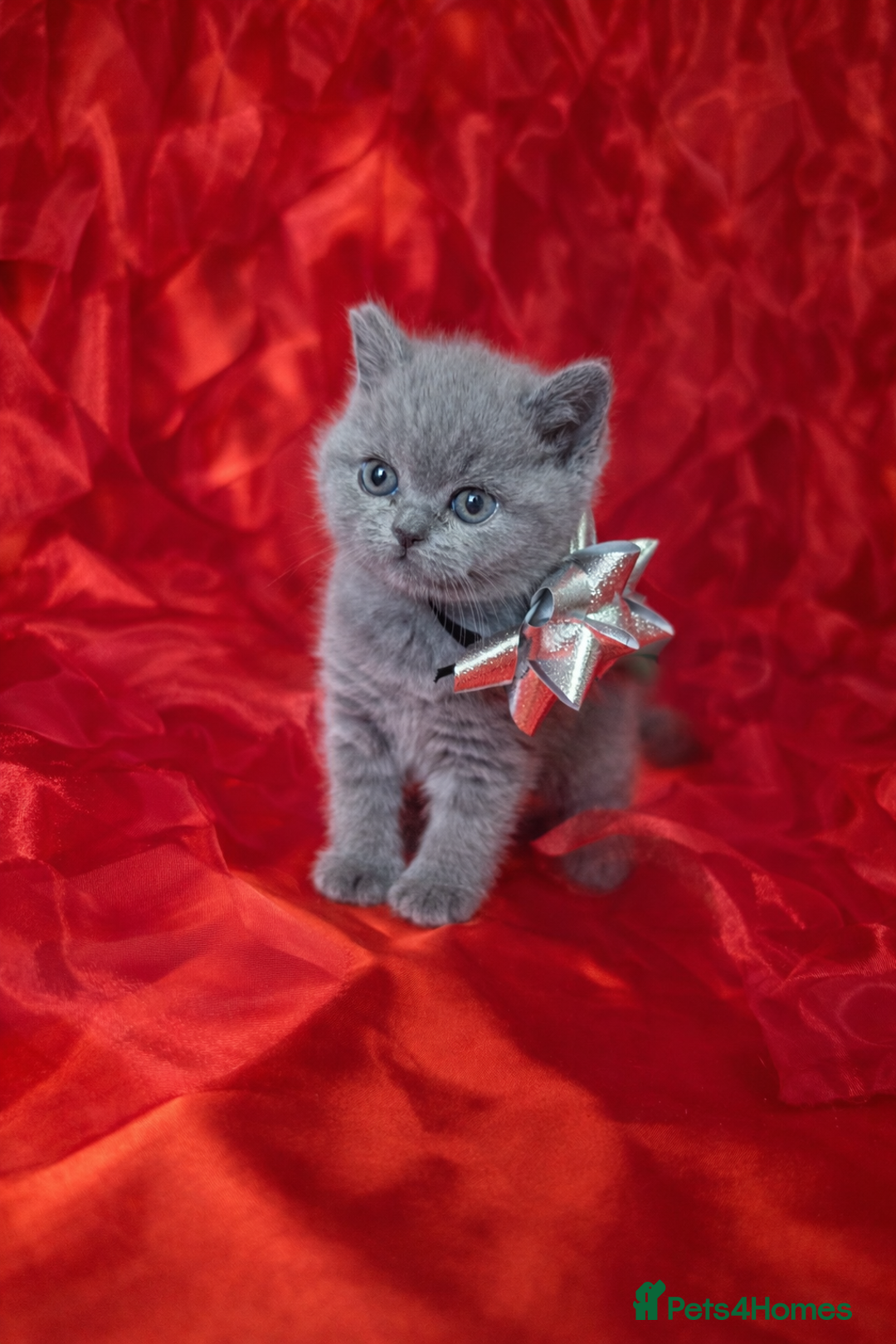 British Shorthair cats for sale: Beautiful British Shorthair Kittens for LovingHome - Advert 8
