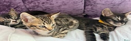 Mixed Breed cats for sale: Mixed bengal kittens - Advert 8