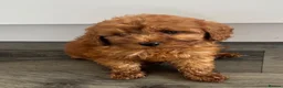 Cockapoo dogs for sale: Beautiful fox red cockapoo f1b  puppies  - Advert 7