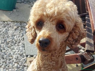 Miniature Poodle dogs KC Reg Red Miniature Poodle for stud in Preston - Advert 20