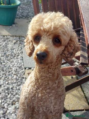 Miniature Poodle dogs in Preston - Advert 2