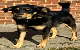 German Shepherd dogs for adoption: Franky: The Dog Who Learned to Trust Again - Image 1