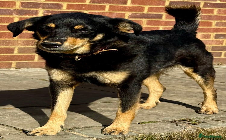 German Shepherd dogs - Advert 2