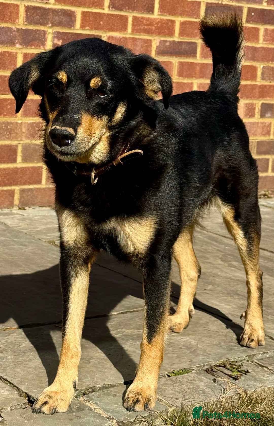 German Shepherd dogs for adoption: Franky: The Dog Who Learned to Trust Again - Image 1