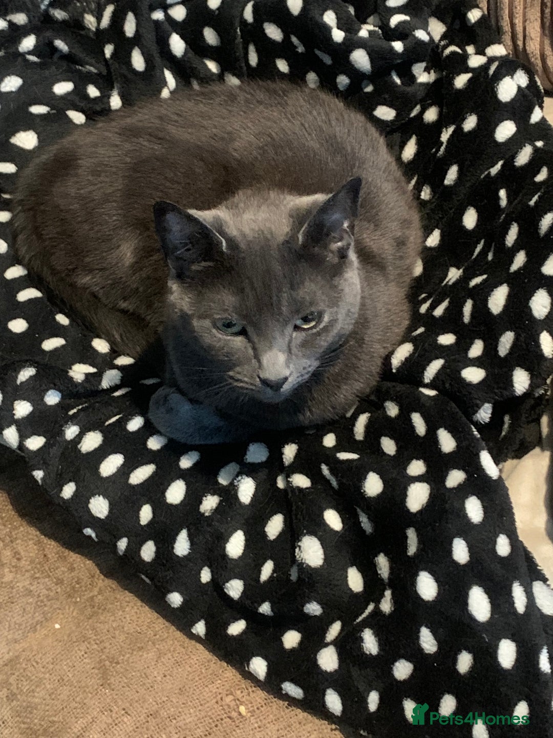 Russian Blue cats for sale: Russian Blue Mother and Daughter - Image 2