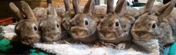 Mixed Breed rabbits for sale:   6 Gorgeous Ginger Male Bunnies for Sale 🐰 - Advert 14