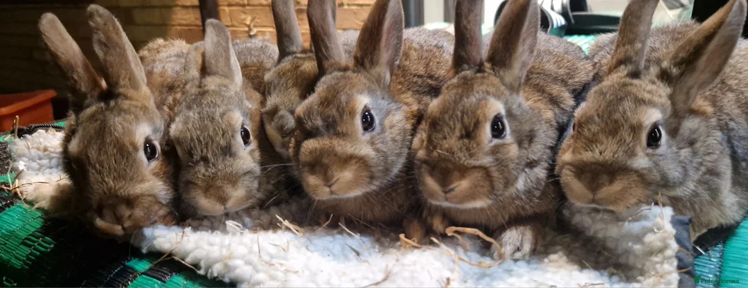 Mixed Breed rabbits for sale:   6 Gorgeous Ginger Male Bunnies for Sale 🐰 - Advert 14