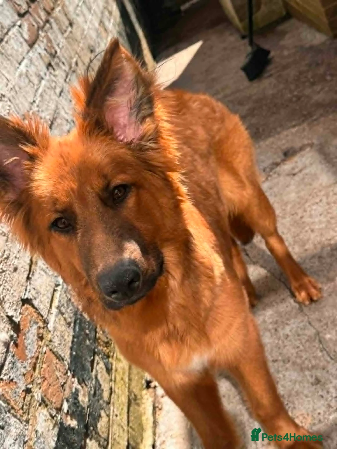 Mixed Breed dogs for sale: Gorgeous boy  in Stoke-on-Trent - Advert 4