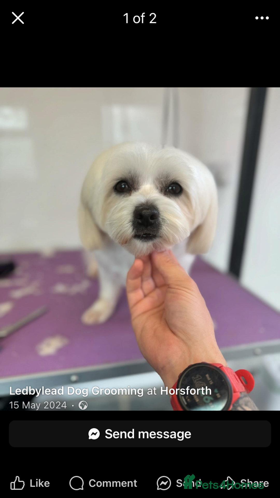 Mixed Breed dogs for sale: Malti-Pom Puppies - £1200 - Advert 4