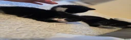 Mixed Breed cats for sale: Little cat 40 £  - Advert 3