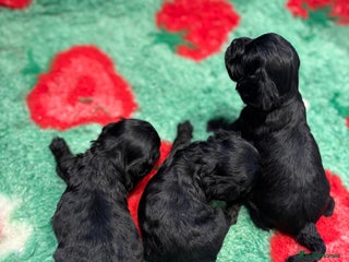 Cavapoo dogs - Advert 4