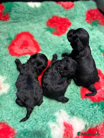 Cavapoo dogs - Advert 2