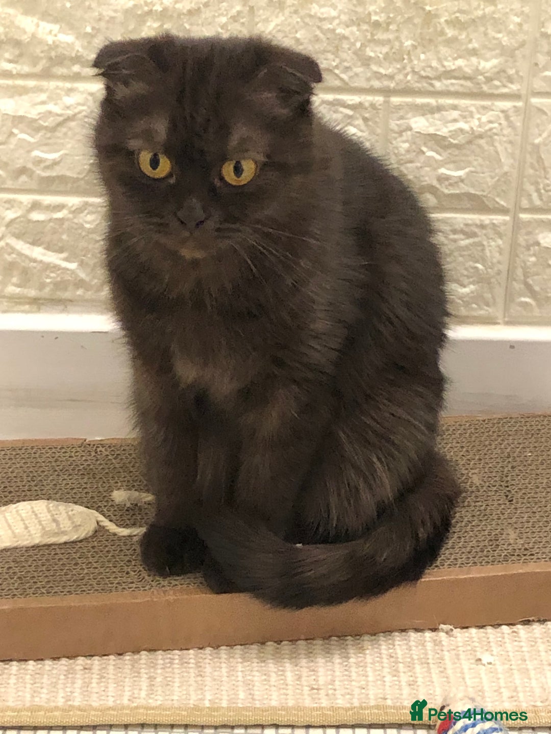Scottish Fold cats for sale: 🐾 Rare Chocolate Beauty in Edinburgh 🏡 - Advert 8