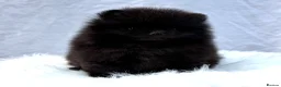Pomeranian dogs for sale: ✨ Tiny Teddy Face Pomeranian Puppies 🐻✨ - Advert 13