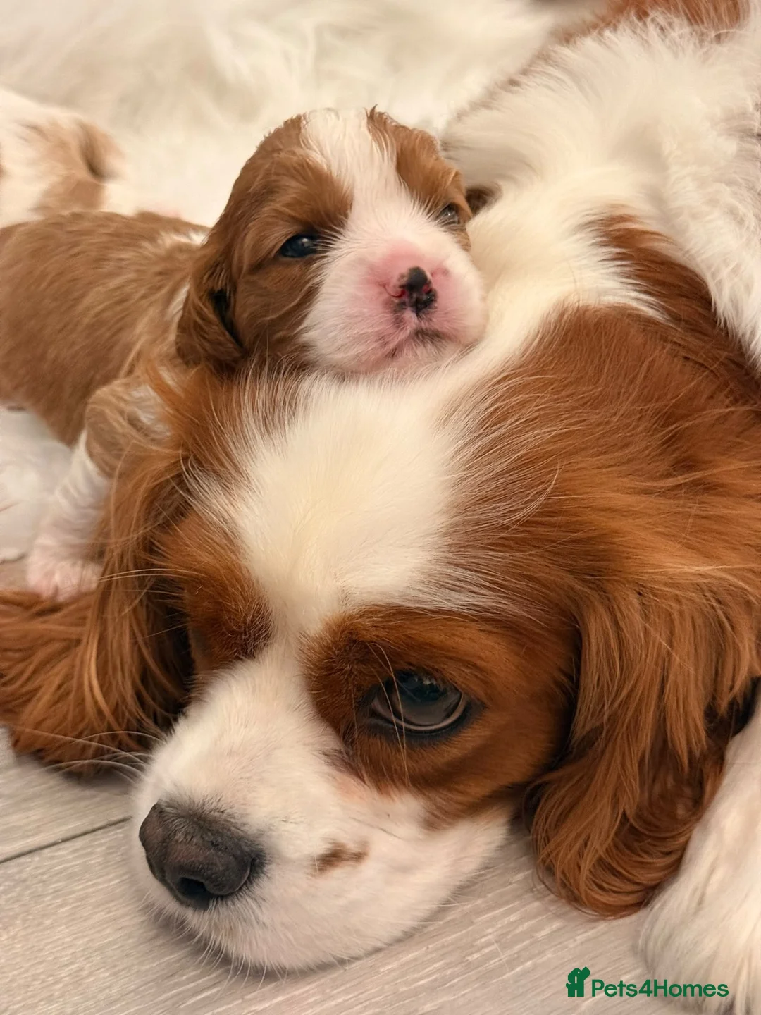 Cavalier King Charles Spaniel dogs for sale: ⭐️Gorgeous KC Chocolate Carrier Cavaliers⭐️ - Advert 1