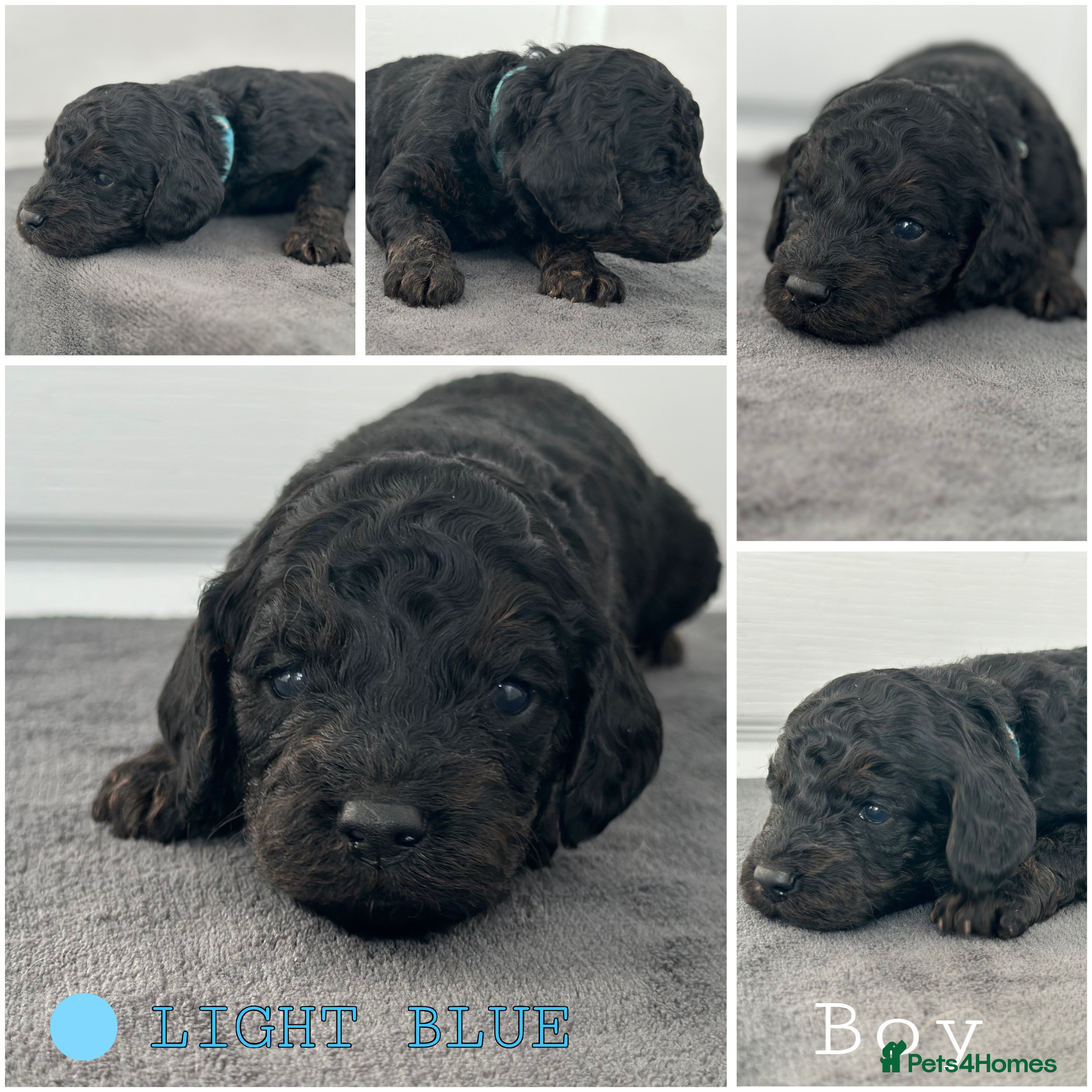 Mixed Breed dogs Cavapoo x Cockapoo puppies  - Advert 1