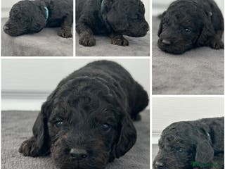 Mixed Breed dogs Cavapoo x Cockapoo puppies - Advert 1