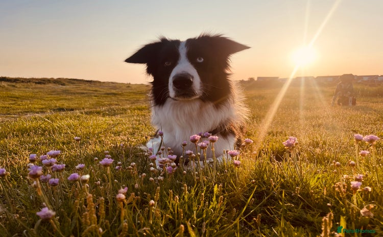 Border Collie dogs - Advert 1