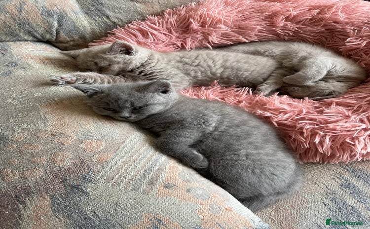 British Shorthair cats - Advert 2