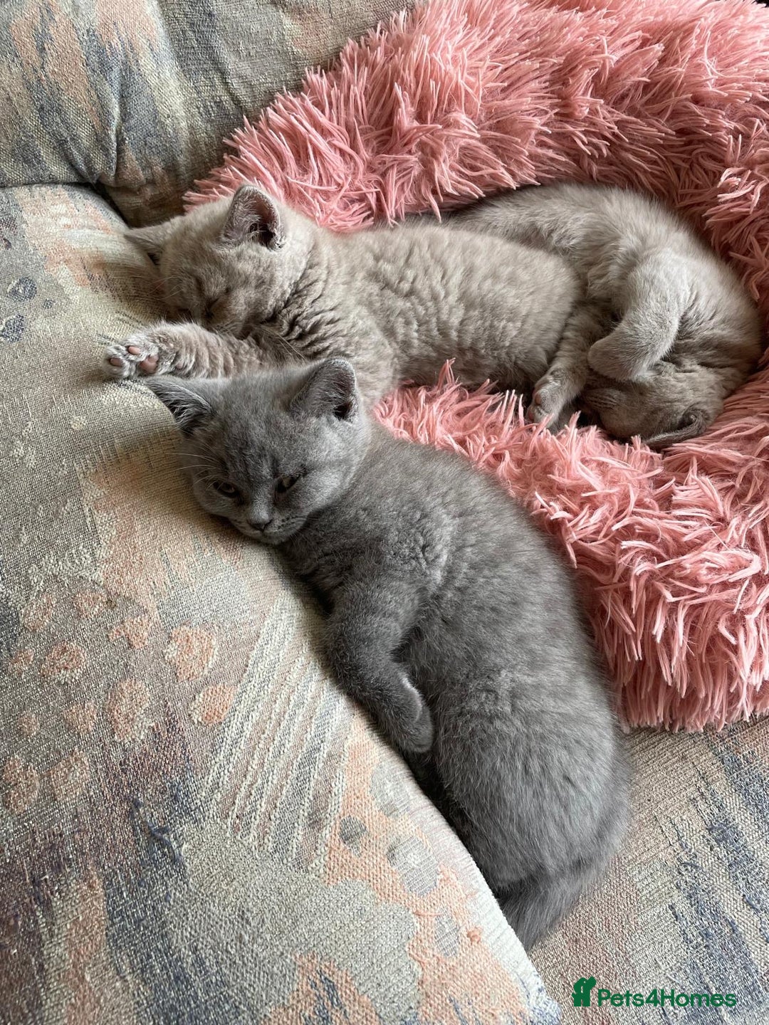 British Shorthair cats for sale: British Lilac Shorthair Kitten Male - Image 4