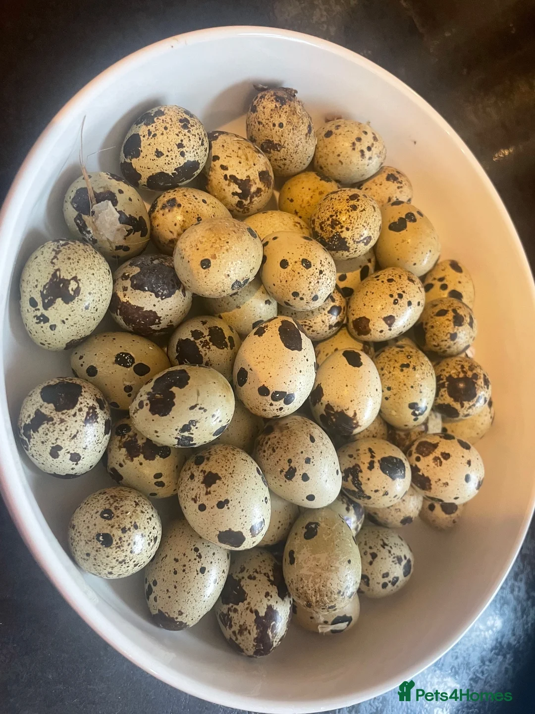 Quail poultry for sale: ** QUAIL HATCHING EGGS ** - Advert 1