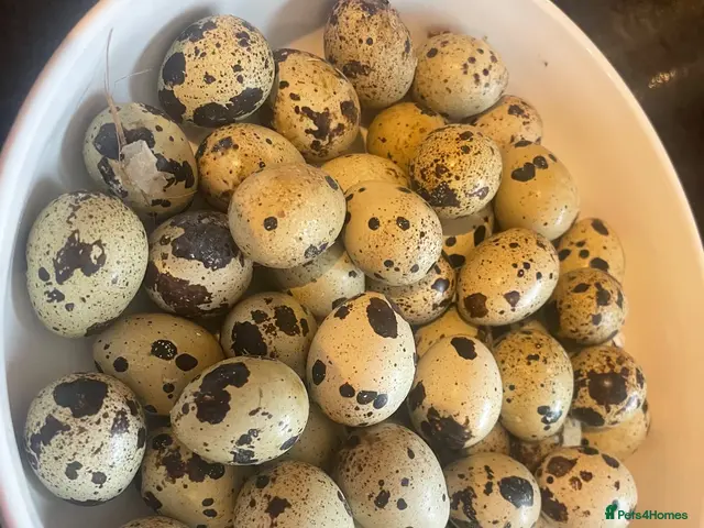 Quail poultry ** QUAIL HATCHING EGGS ** - Advert 1