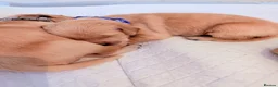 Golden Retriever dogs for sale: Golden retriever puppies  - Advert 18