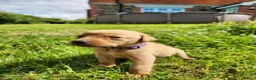 Labrador Retriever dogs for sale: Quality KC Fox Red Labradors  - Advert 20