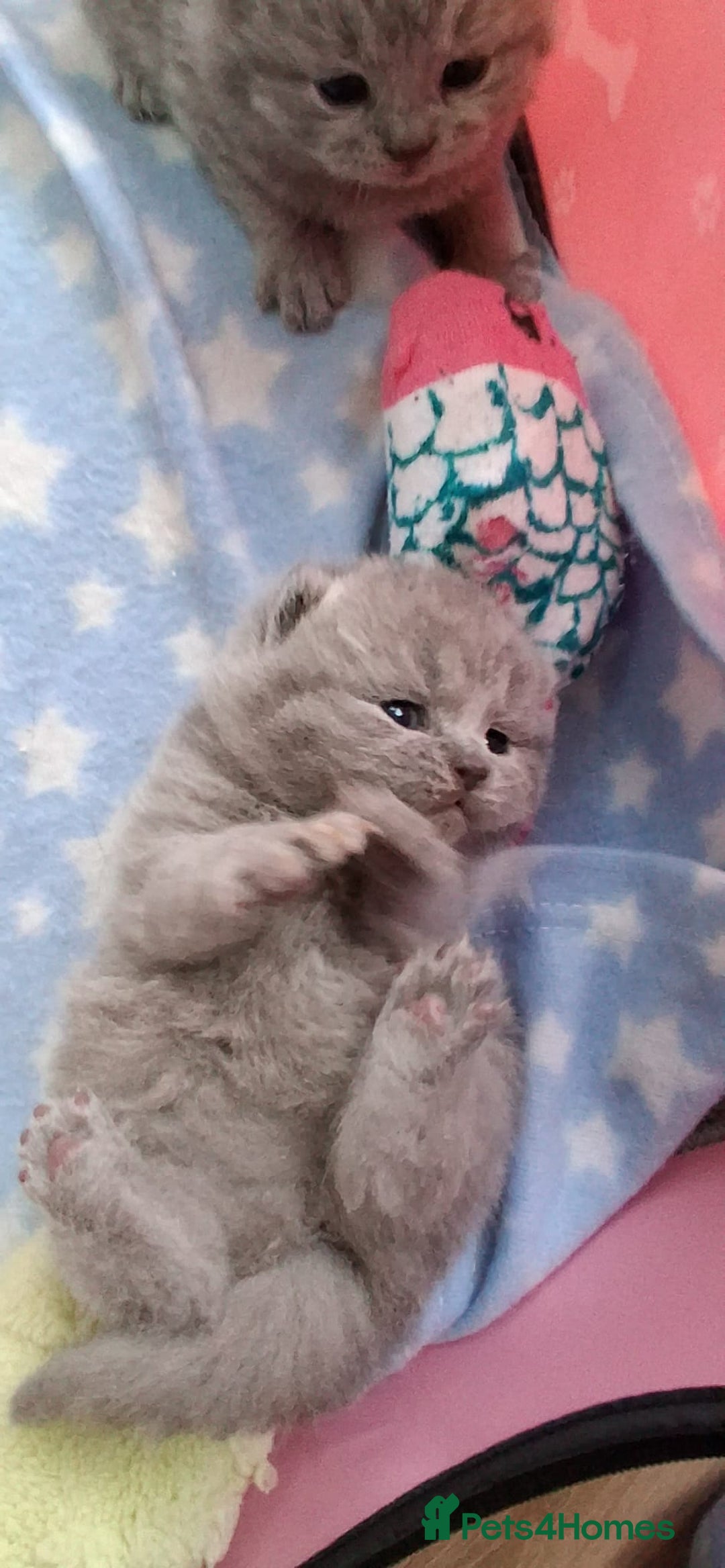 British Shorthair cats for sale: Stunning British Short Hair Kittens - Advert 10