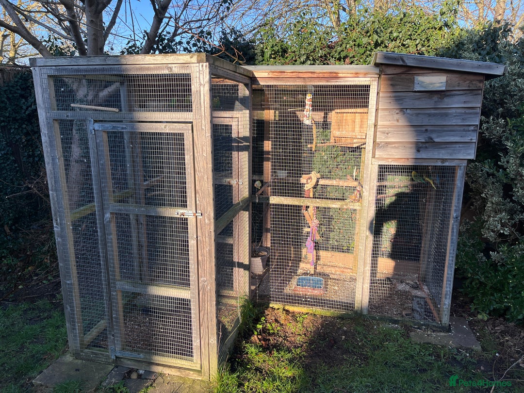 Mixed Breed birds for sale: Aviary of birds free to good home - Advert 5