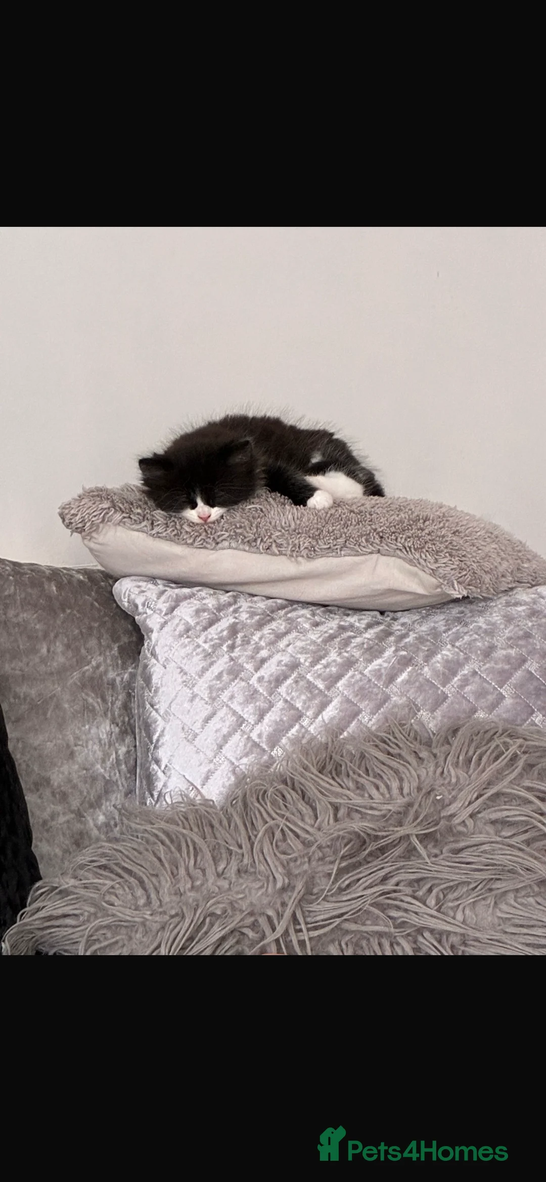 Mixed Breed cats for sale: Female long haired kitten  - Advert 5