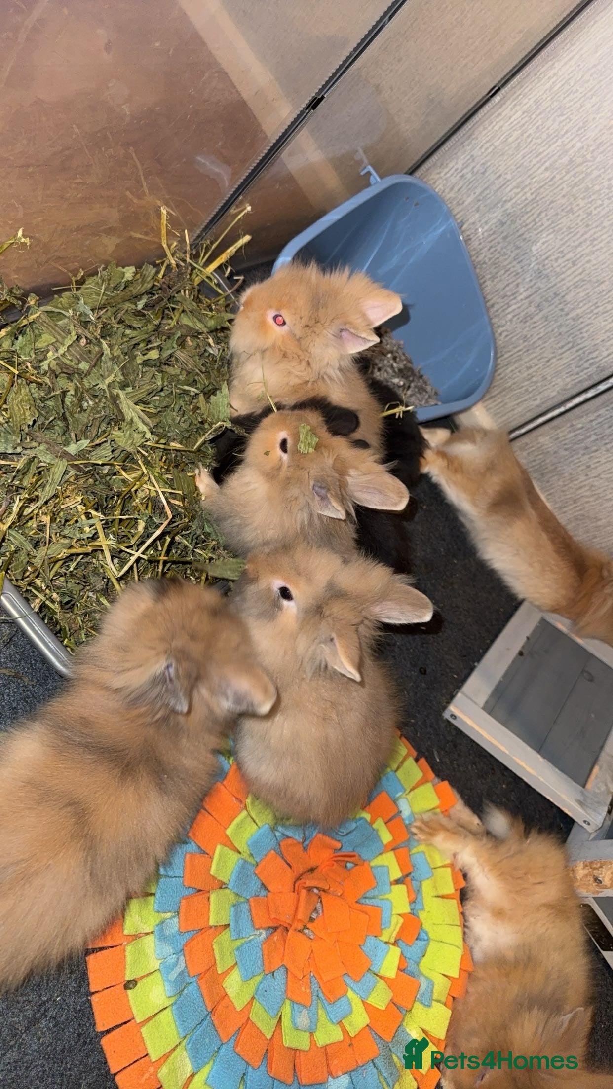 Lionhead rabbits 7 babies ready to leave 9/3/26 - Advert 2