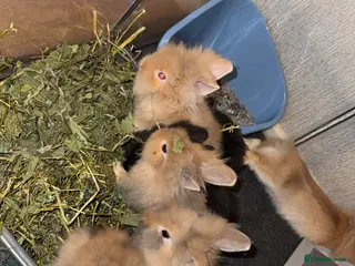 Lionhead rabbits 7 babies ready to leave 9/3/26 - Advert 2