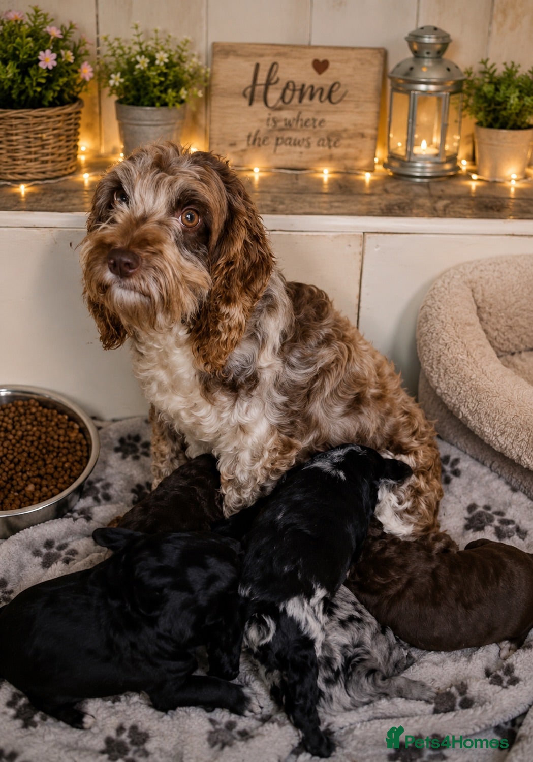 Cockapoo dogs Cockapoo pups available now - Advert 1