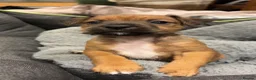 Mixed Breed dogs for sale: Lakeland Russell Puppies for sale - Advert 4