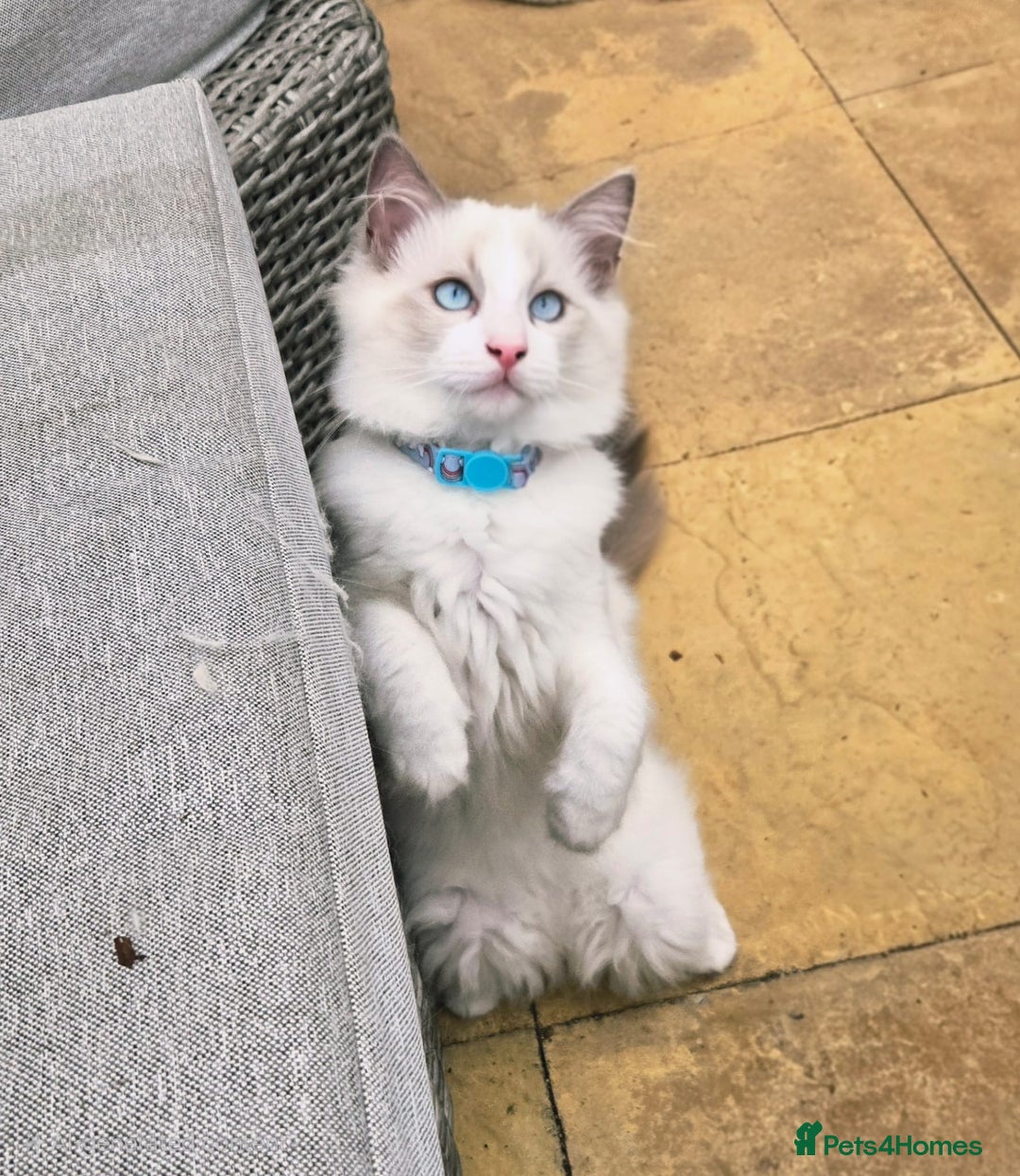 Ragdoll cats for sale: Rarest colour pedigree Ragdoll kittens - Image 20