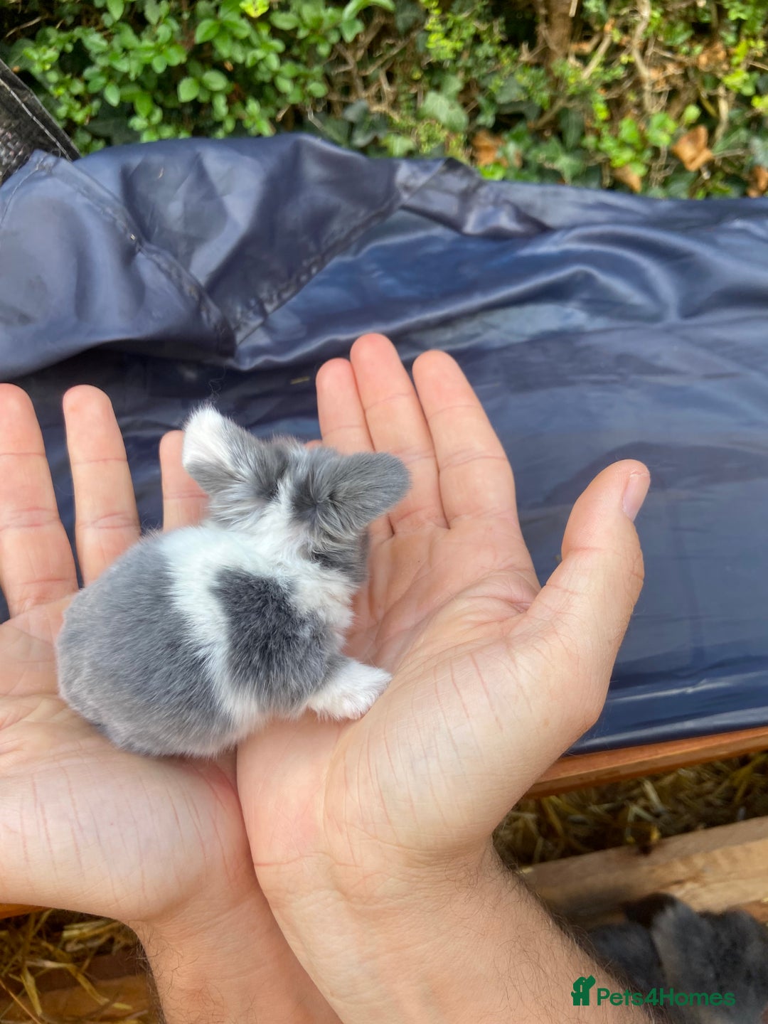 Mini Lop rabbits for sale: 🌹🍓outstanding pure mini lops 🍓🌹 - Image 11