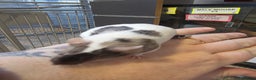 Mouse rodents for sale: Mice, males and females  - Advert 29