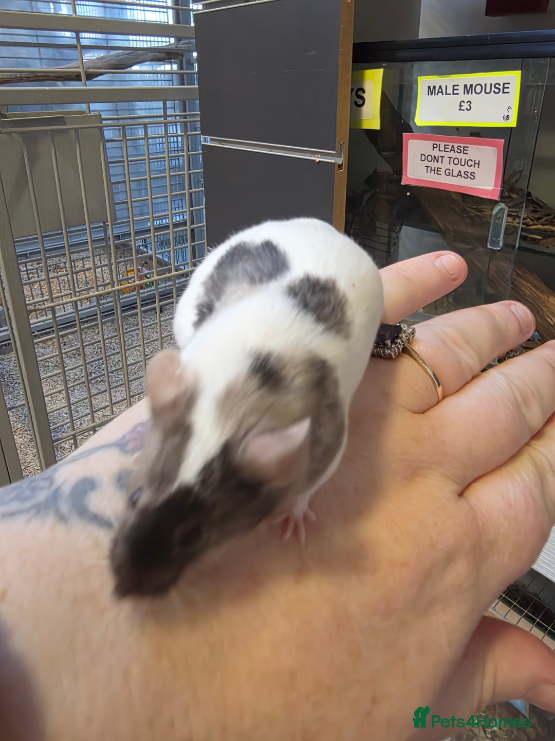 Mouse rodents for sale: Mice, males and females  - Advert 29