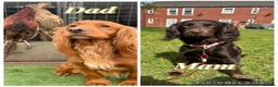 Cocker Spaniel dogs for sale: Working cocker spaniel puppies - Advert 2