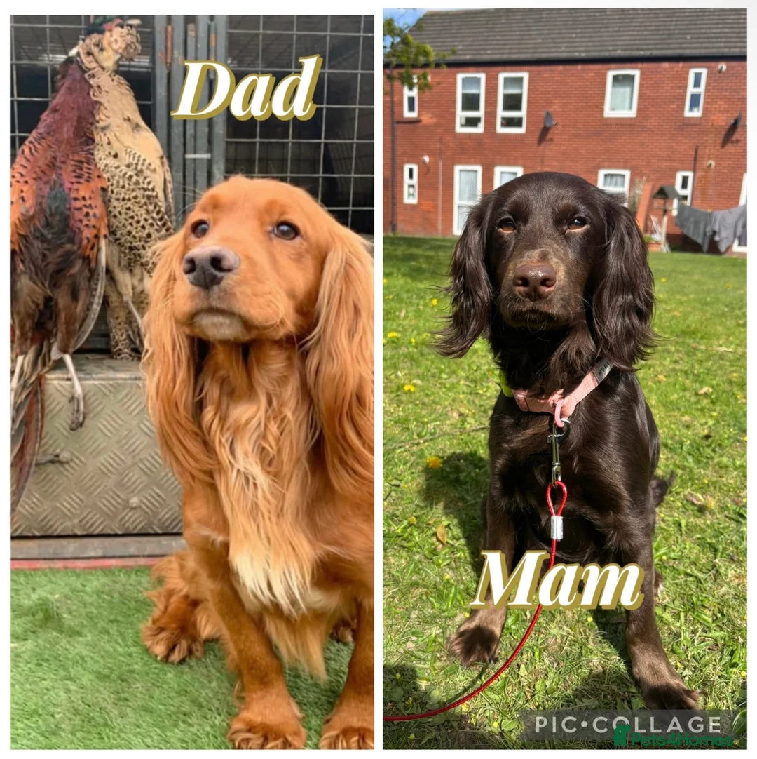 Cocker Spaniel dogs for sale: Working cocker spaniel puppies - Advert 2