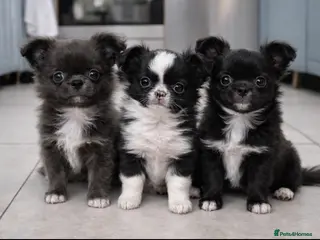 Chihuahua dogs Long hair, beautiful chihuahuas - Advert 3