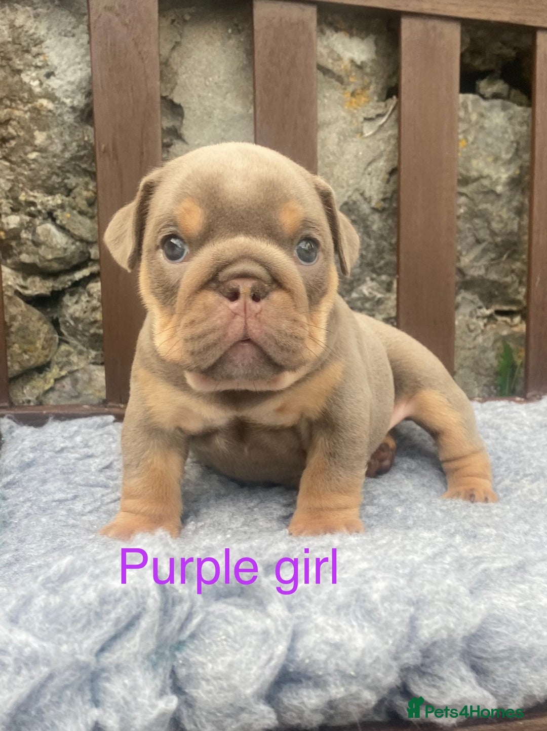 English Bulldog dogs for sale: KC REGISTERED LILAC & TAN ENGLISH BULLDOG PUPS - Image 22