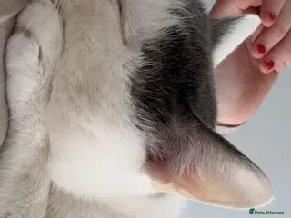 Mixed Breed cats 2 male cats - Advert 8