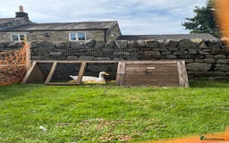 Ducks poultry for sale: Aylesbury Ducklings  - Image 3