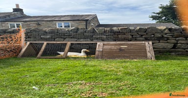 Ducks poultry - Advert 1
