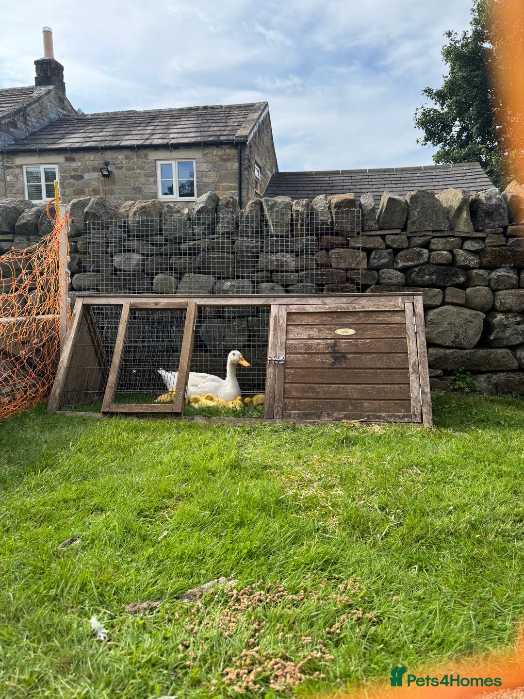 Ducks poultry for sale: Aylesbury Ducklings  - Image 3