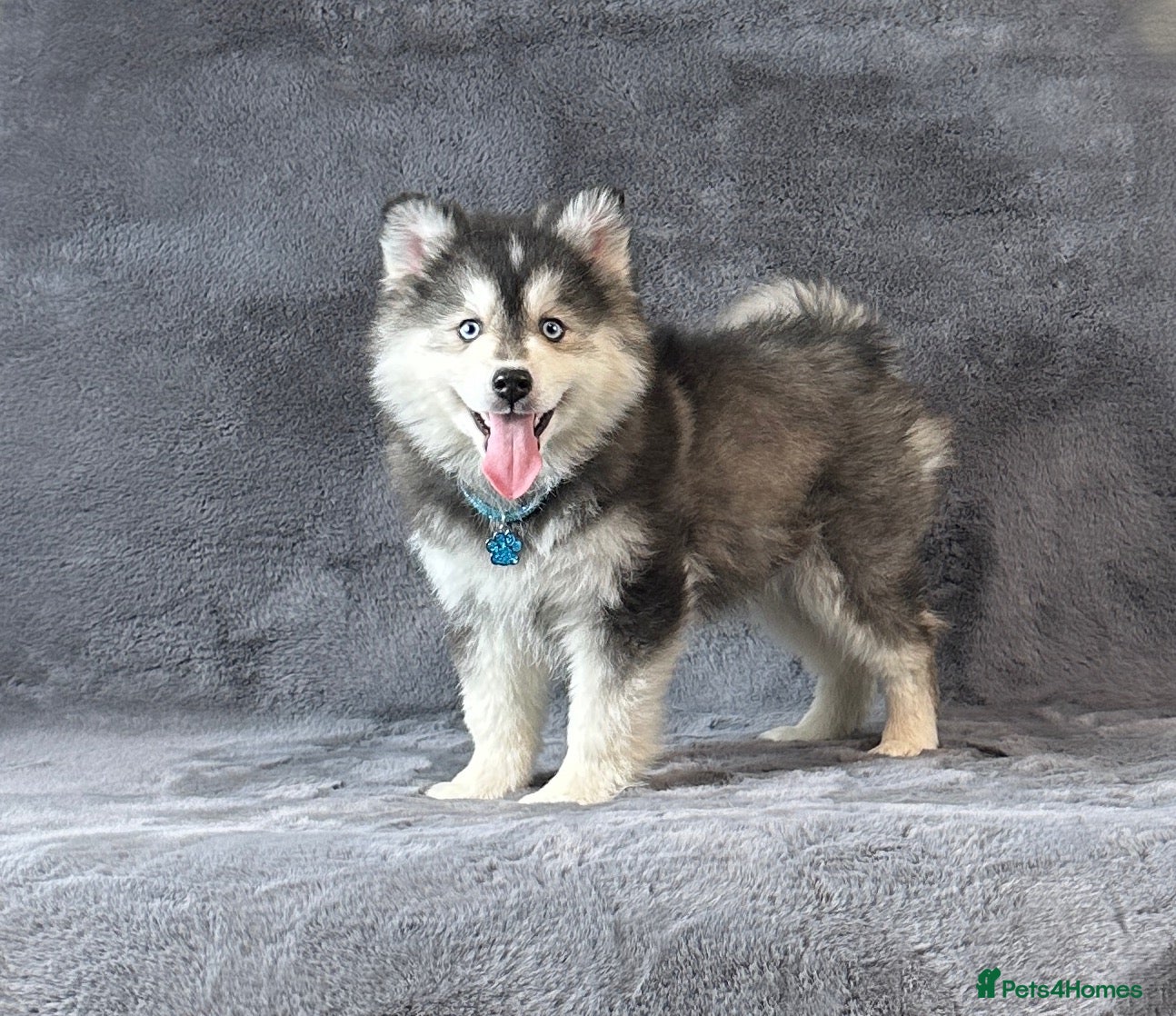 Pomsky dogs Stunning blue eyes f3 Pomsky puppies for sale - Advert 1